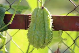 Maybe you would like to learn more about one of these? How To Grow Chayote Easy Balcony Gardening