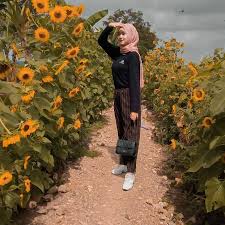 Padahal biji bunga matahari yang biasa dijadikan camilan ini memiliki banyak kandungan yang bermanfaat bagi kesehatan tubuh dan kecantikan kulit loh! Lampung Eksis Kebun Bunga Matahari Di Sekitar Tugu Facebook