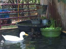 How To Build A No Dig Backyard Pond For Under 70 Hawk Hill In 2020 Ponds Backyard Diy Pond Backyard