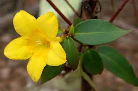 Image result for Gelsemiaceae