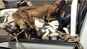 Woman cited after dogs escape and kill goat. Update Goat Thief Dies After Mob Attack In St Thomas Loop News