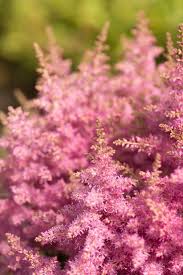 Prachtspiere Astilbe Japonica Gunstig Online Kaufen Prachtspiere Pracht Pflanzen