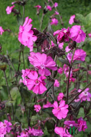 Image result for Silene abyssinica