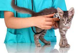 kedi diskisinda kan neden olur kedimag