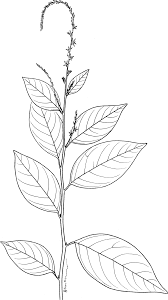 Image result for Petiveria