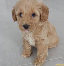 Saf Irk 2 Aylik Maltipoo Yavrusu Petshoptan Degil Sahibinden 246759 Bikopek Com