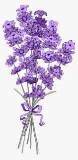 Download free lavender purple lavender transparent images in your personal projects or share it as a cool sticker on tumblr, whatsapp, facebook messenger, wechat, twitter or in other messaging apps. Lavender Flowers Png Images Png Cliparts Free Download On Seekpng