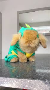 Adorable Dinosaur Rabbit Fancy Dress Compilation