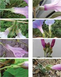 Image result for Astripomoea lachnosperma