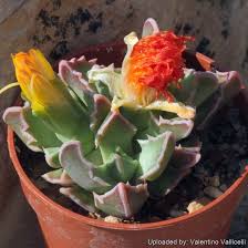 Image result for Boscia filipes