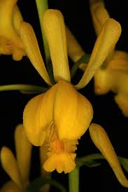 Image result for Eulophia angolensis