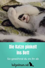 Wie sie den stress ihrer katze reduzieren können haben sie die ursache für das veränderte verhalten ihrer katze gefunden, können sie sie bei der „umgewöhnung an die neuen gegebenheiten unterstützen. Wenn Die Katze Ins Bett Pinkelt Erziehungstipps Katze Pinkelt Katzen Katzen Klo