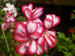 They come in a wide range of brilliant colors from white, yellows, pinks, and oranges, and their heady scent will have the bees buzzing around. Free Photo Unique Red White Flowers