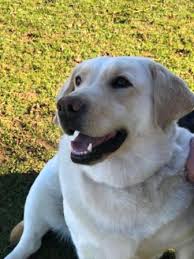 Meet mason, an amazing german shepherd labrador retriever mix dog for adoption near detroit windsor. Labrador Retriever Rescue Southern England