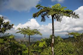 Image result for Cyathea cf. humilis