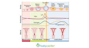 How Your Menstrual Cycle Works Babycenter