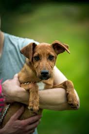 Check spelling or type a new query. Aiko Mischling Rude Sucht Ein Zuhause Kettenlos E V Zergportal Anzeigen Nr 817211 Das Online Tierheim