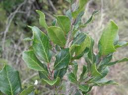 Image result for Homalium dentatum