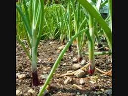 Maybe you would like to learn more about one of these? How To Have Green Onions Over And Over Youtube
