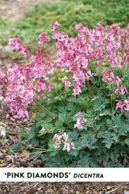 Pink Diamonds Fern Leaved Bleeding Heart Dicentra Hybrid Proven Winners Bleeding Heart Plants Pink Plant
