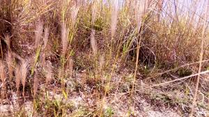 Image result for Perotis patens