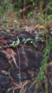 Image result for Pentanema indicum