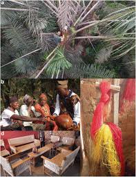 Image result for Raphia ruwenzorica