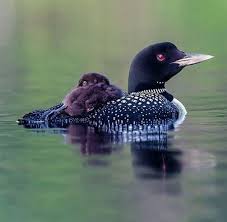 Pin Von Sonmez Auf Beautiful Birds