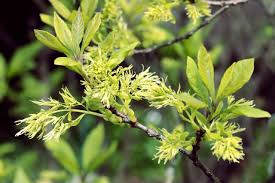 Image result for Chionanthus