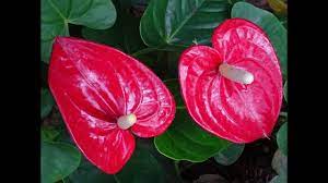 Amazing And Most Beautiful Anthurium Flowers Anthurium Andraeanum Youtube
