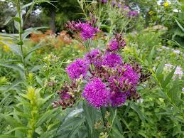 Image result for Vernonia undulata