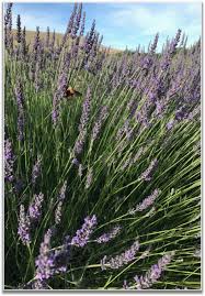 Do you lack a green thumb but desire a beautiful backyard with plants? Three Species For The High Desert And Rocky Mountains Sage Creations Organic Farm