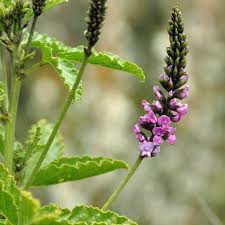 Image result for Cullen tomentosum