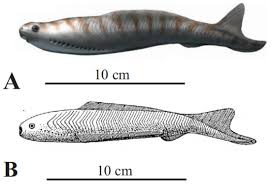 Image result for Crepidomanes chevalieri