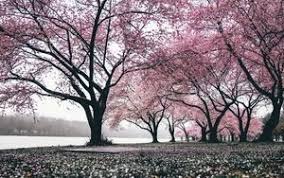  Gambar Wallpaper Hp Bunga Sakura Sakura 4k Ultra Hd 16 10 Wallpapers Hd Desktop Backgrounds Gambar Volcano Wallpaper Cherry Blossom Wallpaper Blossom Trees