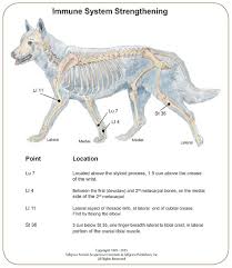 boost your dogs immunity with acupressure animal wellness