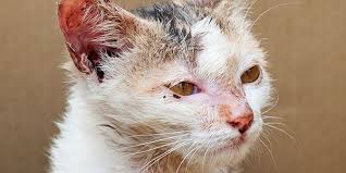 Pin On Against Animal Testing Niet Getest Op Dieren