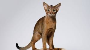Check spelling or type a new query. Kucing Taksonomi Morfologi 50 Jenis Ciri Perilaku Dan Sejarah