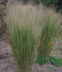 Image result for Panicum