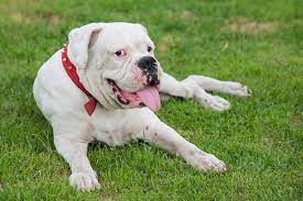 Trombiculiasis Chiggers In Dogs Symptoms Causes Diagnosis Treatment Recovery Management Cost