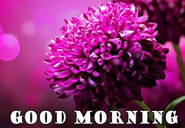 Romantic Good Morning Profile Images Pictures Good Morning Images Download Good Morning Images Cute Good Morning Pictures