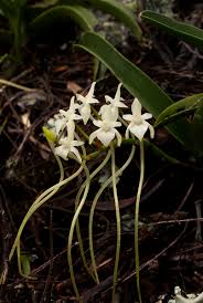 Image result for Rangaeris muscicola