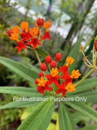 My problem is that the milkweed lasts maybe a couple of hours and then wilts 🙁 i even tried rooting powder and stuck them in pots. Blood Flower Asclepias Curassavica Plant Furniture Home Living Home Decor Artificial Plants Flowers On Carousell