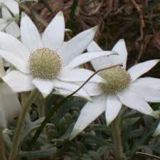 Choose the best quality of amazing flannel flower for your construction projects or textile properties at varied prices. Actinotus Helianthii Nsw Flannel Flower Seed X30 Ole Lantana S Seed Store