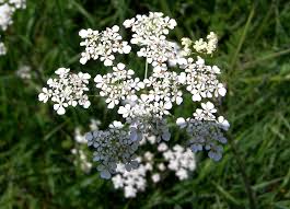 We did not find results for: Elegant White Flowers Names And Images Top Collection Of Different Types Of Flowers In The Images Hd