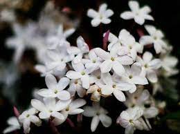 Jasmine Flower Plants Tea And Symbolism With Pictures Jasmine Flower Jasmine Flower Tattoos Smelling Flowers