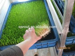 Hydroponics Animal Fodder Machine Fodder Sprouting Machine Barley Grass Growing Machine Animal Fodder Making Machine Buy Arpa Malt Makinesi Arpa Fasulye Makinesi Filiz Otomatik Arpa Yem Makinesi Product On Alibaba Com