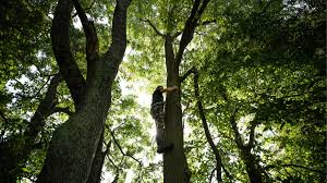 Here is an image of a tiller tree. You Re Hanging Your Tree Stands Wrong Meateater Wired To Hunt