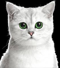 Black cats, white cats, blue cats, pointed siamese cats or unique and adorable calico cats, our cat photo galleries feature some fine examples. Home Kit Cat International Pte Ltd