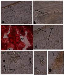 Image result for Agelanthus terminaliae